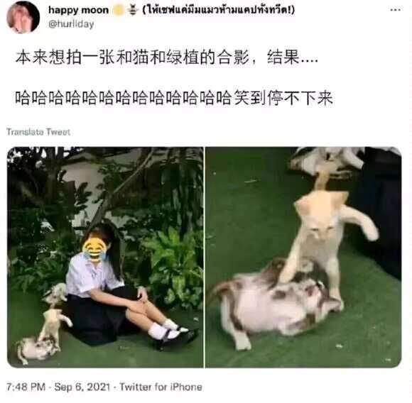 每日梗图3²+1​​​