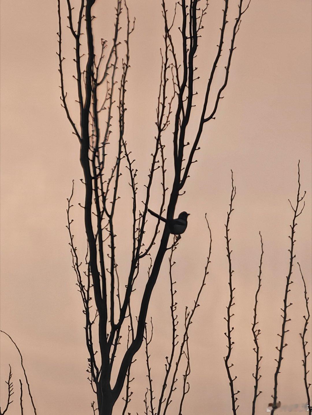 枯藤老树昏鸦。中卫