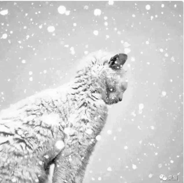 当我们拥抱了冬天的美景，准备迎接下一个春暖花开的季节时，它们却永远留在了那个冰冷