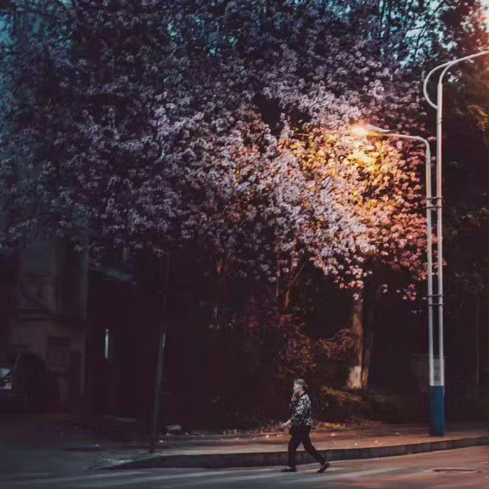 在柳州，有种春天，叫紫荆花开满城，牵一人手，去遇见一场浪漫花事。
