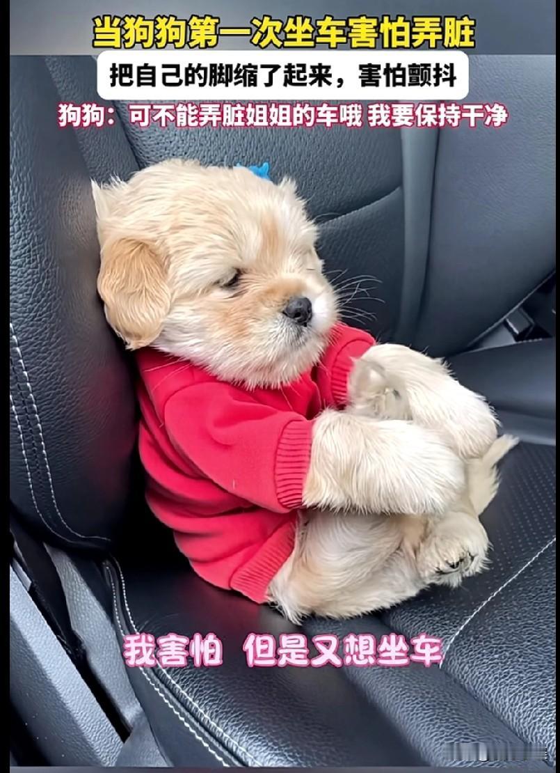 这只小狗太讲究卫生了。小狗第一次坐车,害怕把车弄脏了,把自己的脚缩了起来,用两只