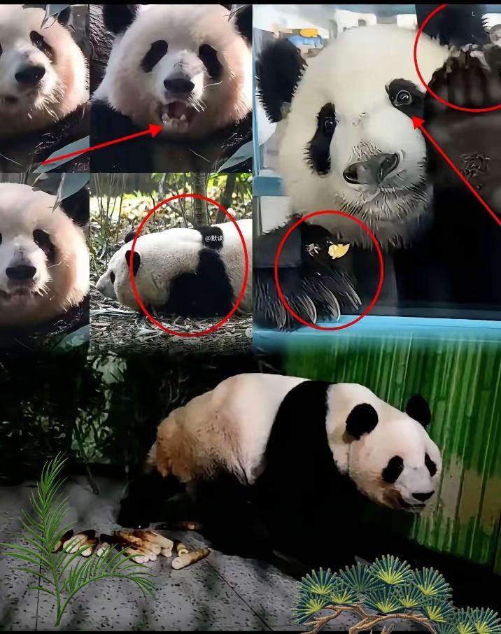日本人一直觉得熊猫是高冷的动物。高冷的原因有很多，最重要的一点就是熊猫吃竹子
