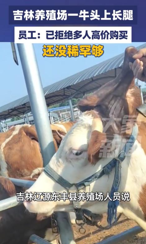 吉林省辽源市东丰县一家养殖场一头4岁成年母牛头上长腿头顶耳朵旁天生长出