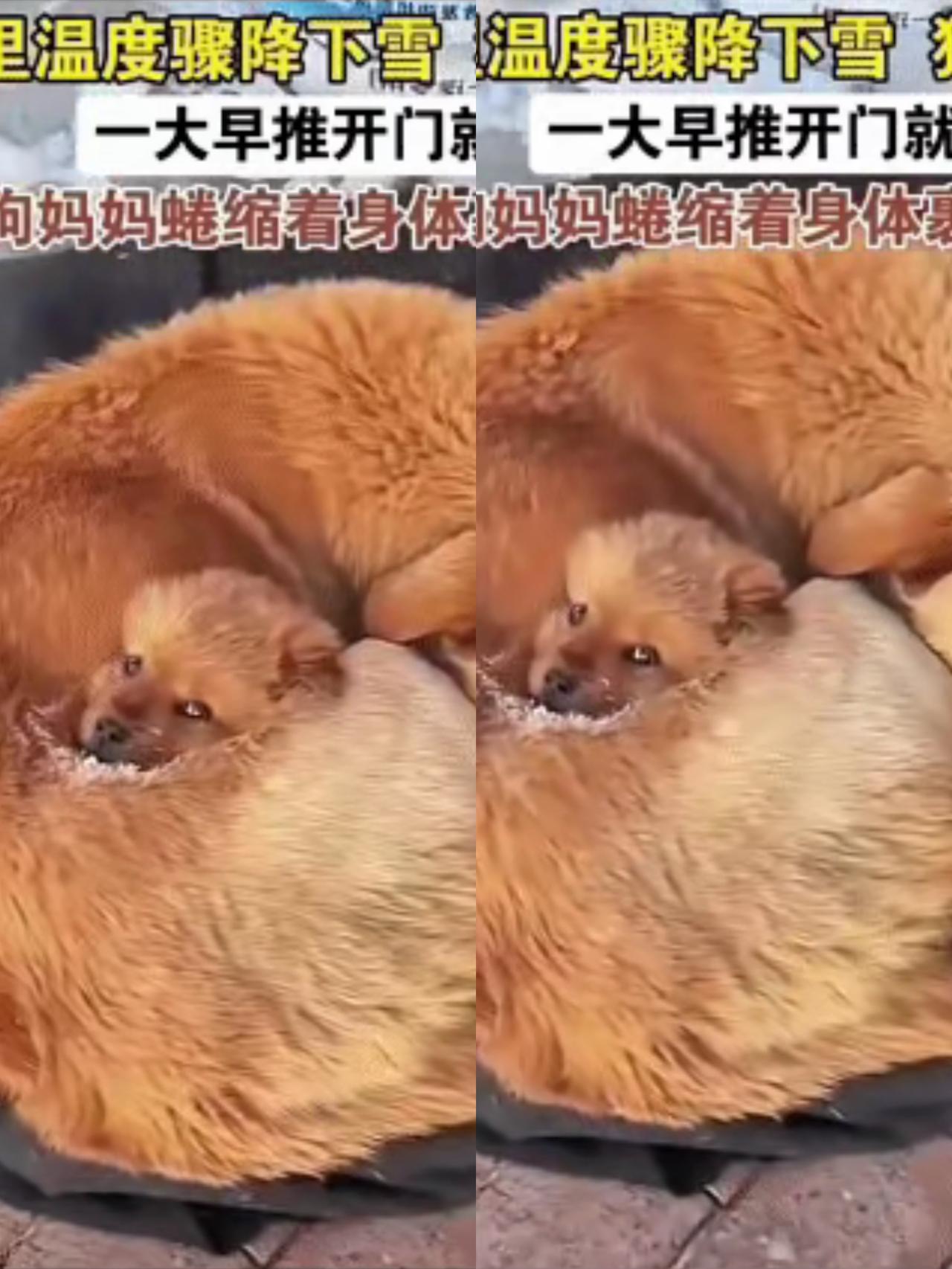 泪目了！夜里气温骤降，一只流浪狗妈妈看到一户人家有亮光，而且他的门口有一