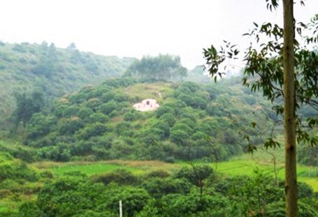 古时，有一寡妇，当地旱灾来临，颗粒无收，寡妇饿得躺在床上，此时闯进来了只白狐，白