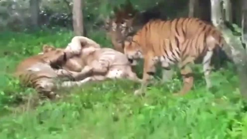 14203988420371930612.jpg?id=0