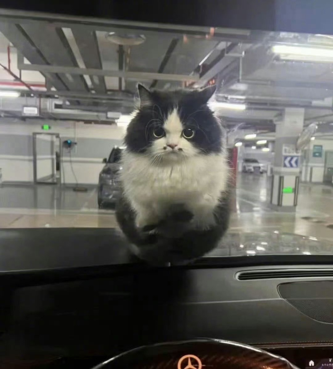 猫咪：早，这是你的车？😾