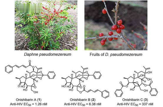 日本科学家从植物中提取到一种能强效抑制艾滋病毒的新型化合物