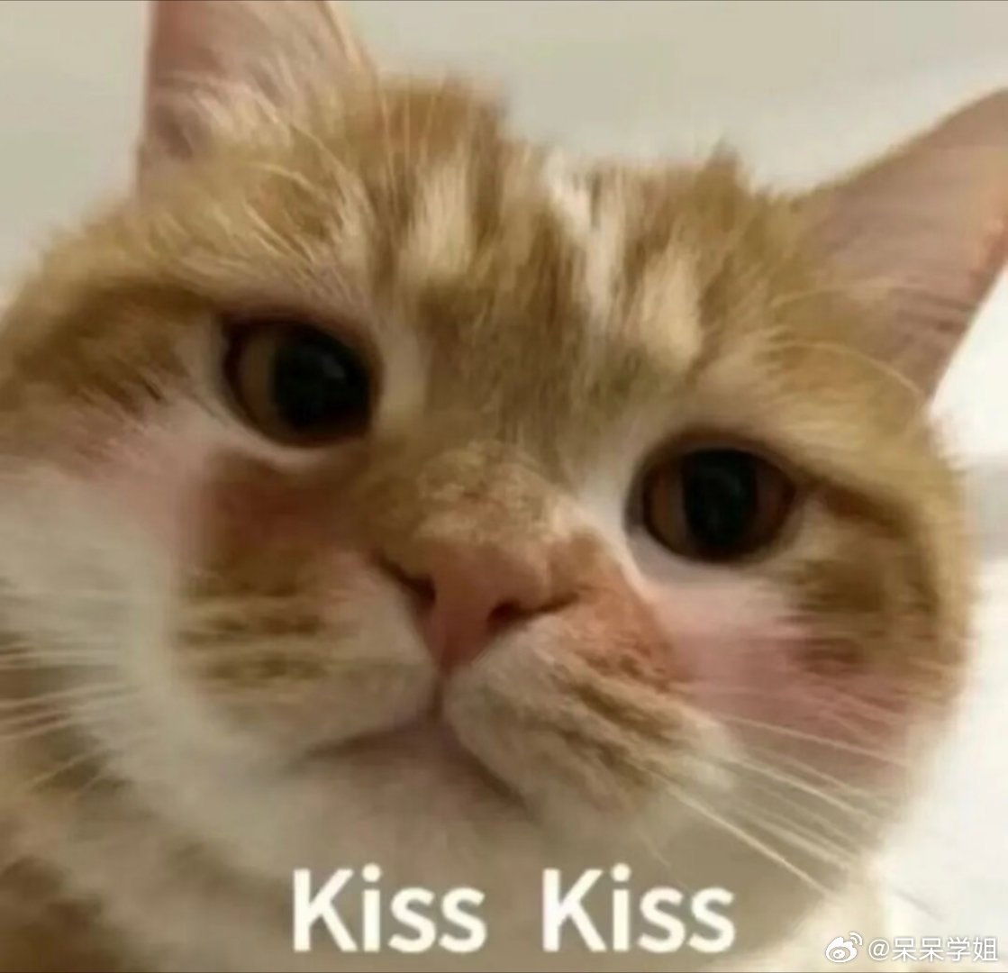 猫咪表情包。​​​