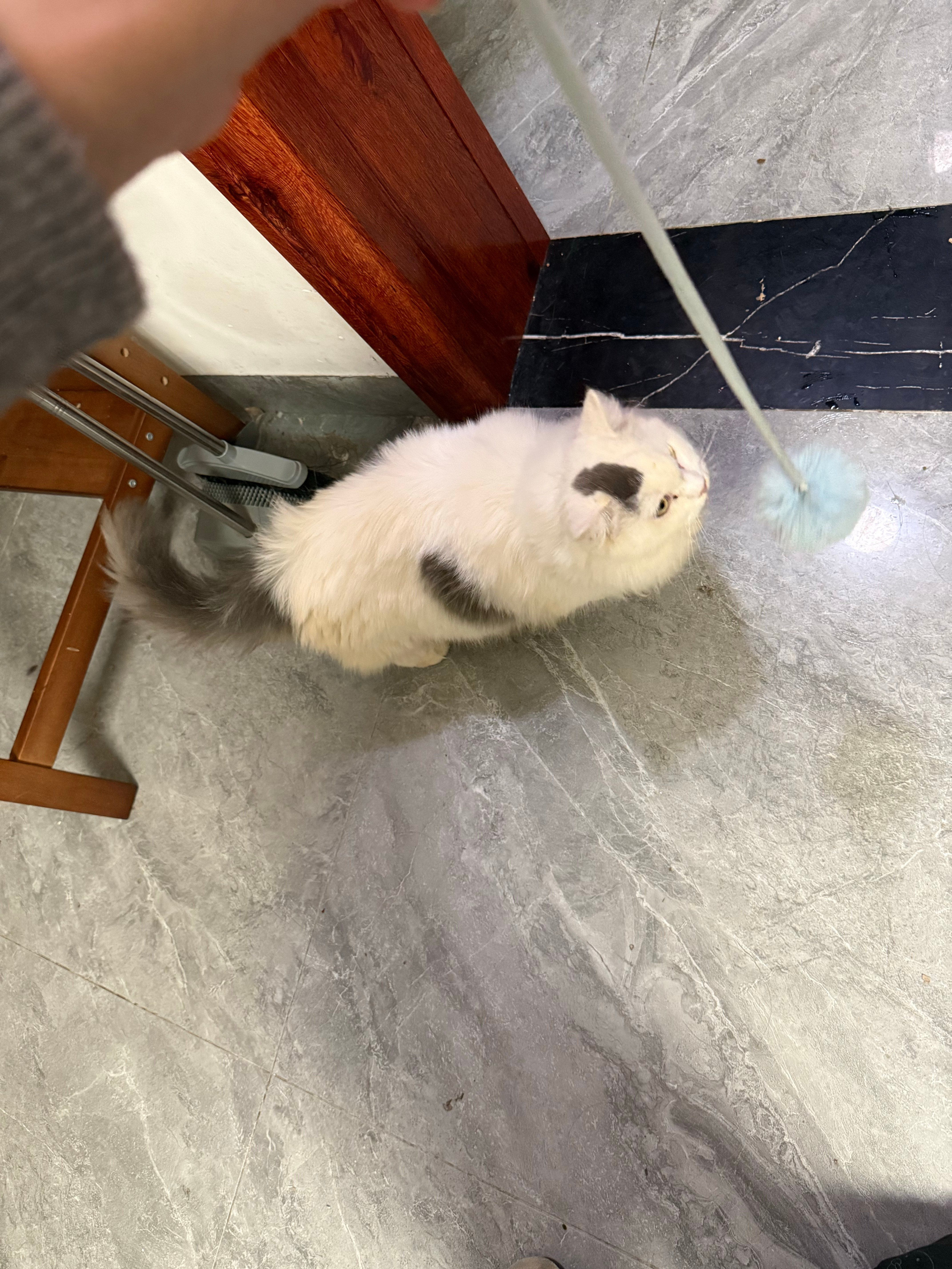 【领养】长沙捡到流浪公猫找家🐱猫咪情况：流浪捡到小公猫，救助家里猫咪太多，无力继续照顾，寻靠谱领养