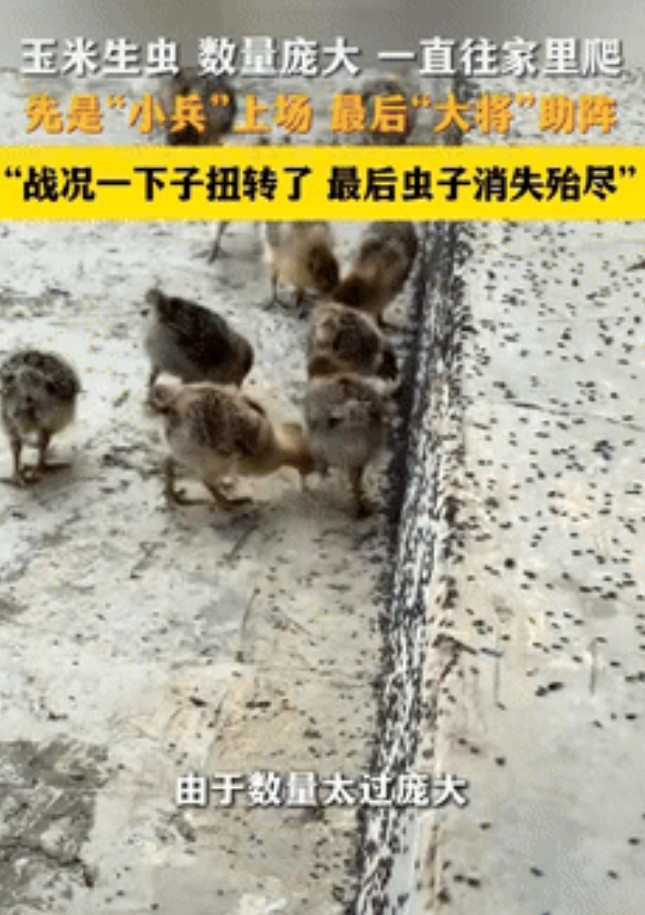 “怎么能这么聪明！”贵州，男子家的玉米生了虫子，眼看密密麻麻爬的哪里都是，他灵机