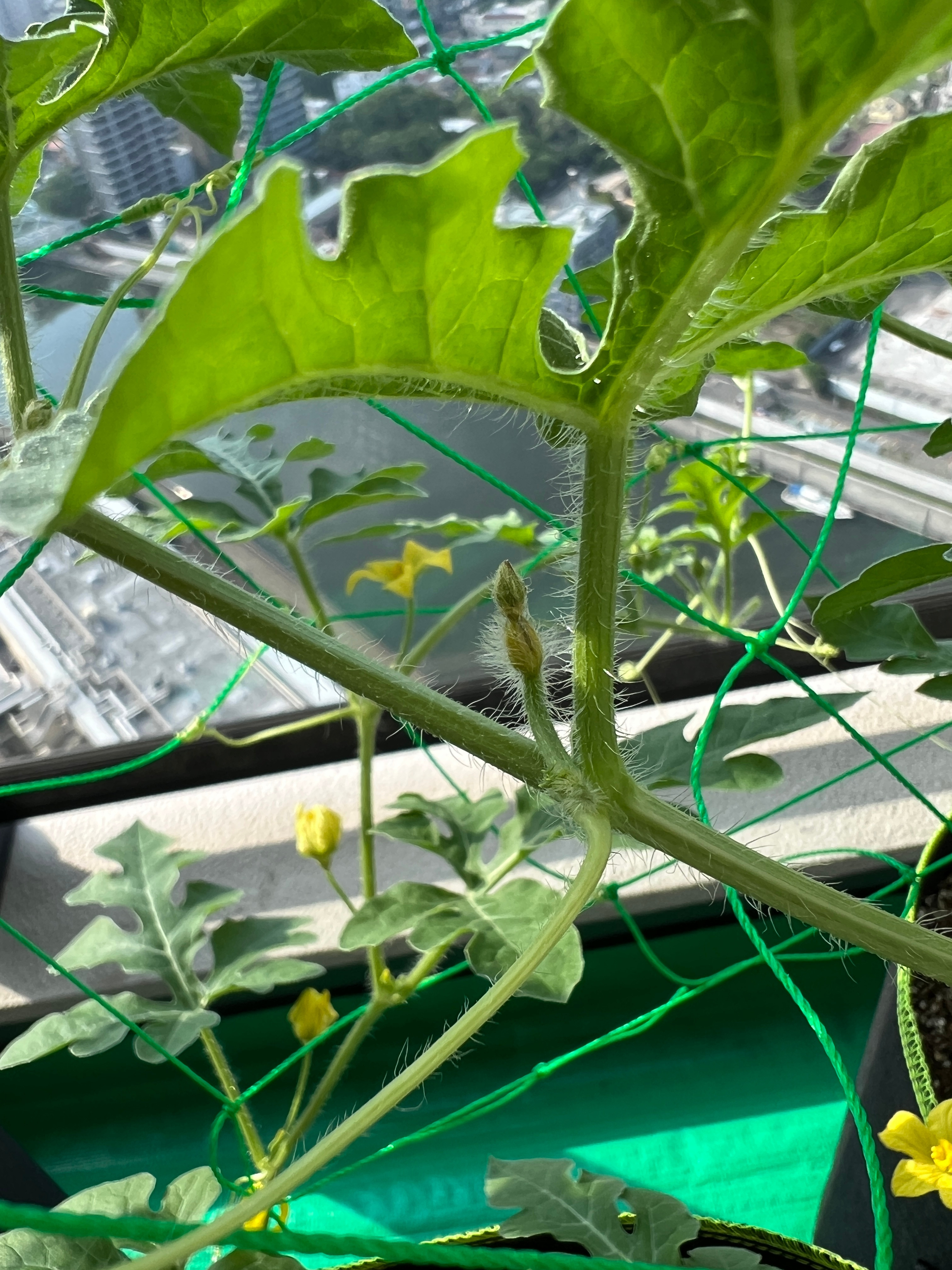 西瓜开花了。开的全是雄花，找了半天才找到一个快噶掉的雌花。它，没事吧植树。种植