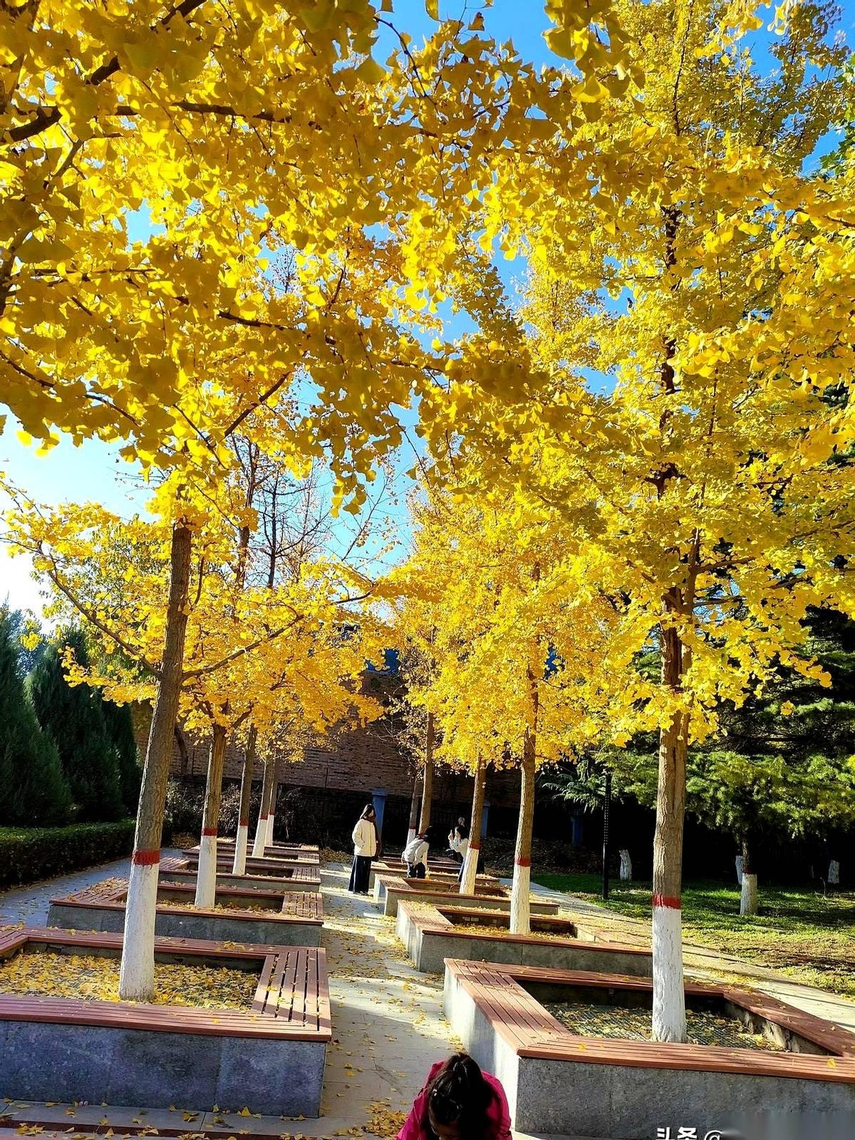 侄女班里第一掉到第三，年级52掉到130。嫂子跟我说这事儿的时候，我第一反应不