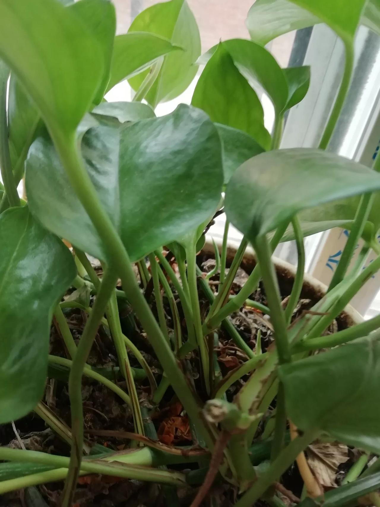 夜未二更，我独坐于南窗，遥望雪花纷飞。闲茶一盏，悠然坐在阳台前，看着窗外，北风裹