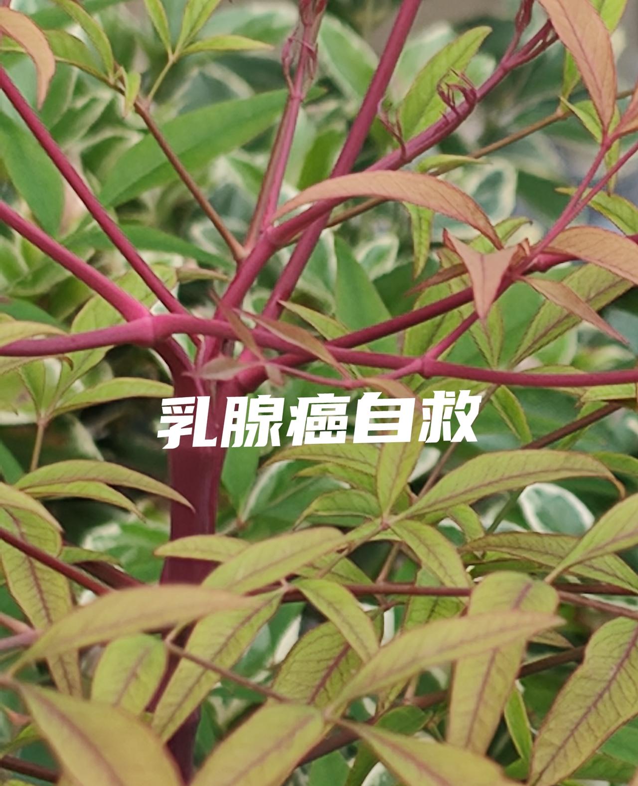 空姐得乳腺癌(骨髓转移)，自救成功?竟然没有停工，坚持飞行，现在仍然在飞。我