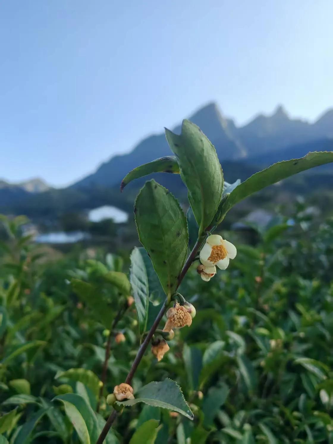 修行世浊尘中相好事，蓬莱岛上念慈悲。风流撷取三山意，艰困迷离四海卑。