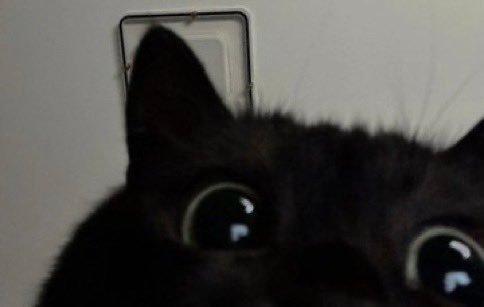 猫咪不小心打开了前置摄像头​​​