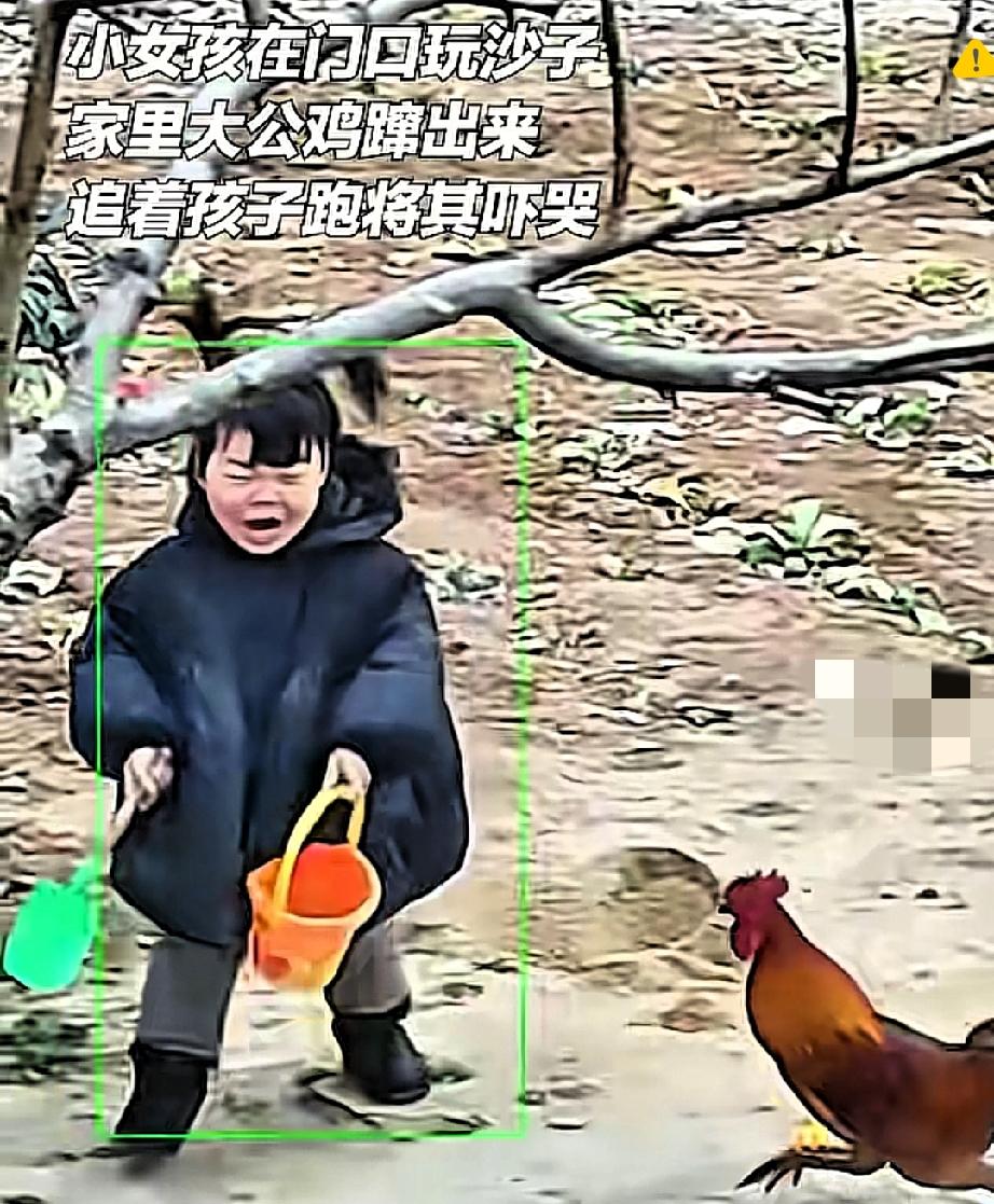 江苏宿迁这外婆也太护犊子了！外孙女被公鸡追着啄，哭唧唧跑回屋，外婆直接上演“