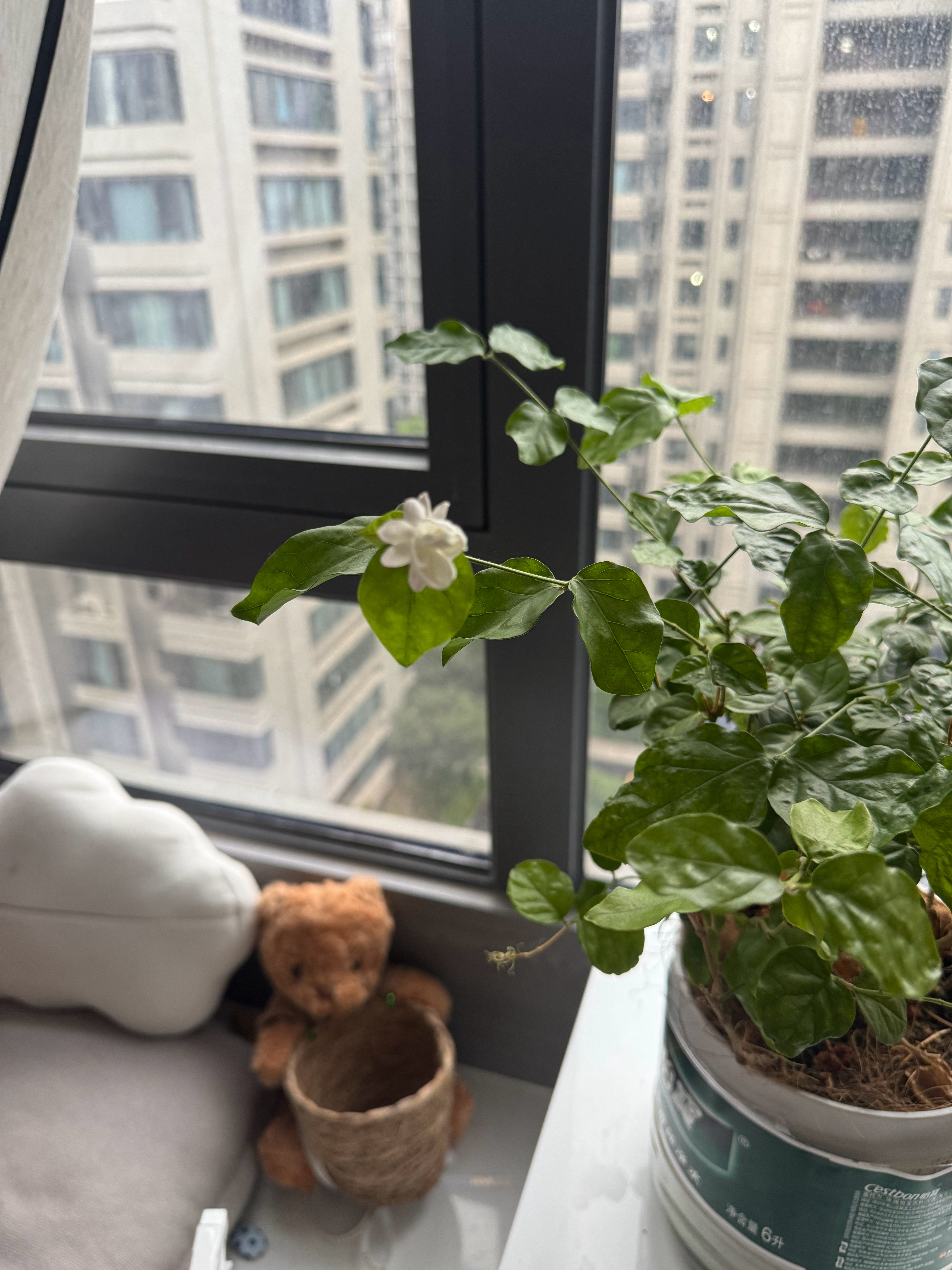 去年在山姆买的茉莉花，今年被我妈养的又开花了，好香