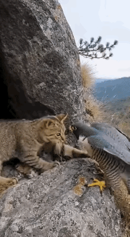 家人们快看！这就是刻在骨子里的护崽本能！大麻鹰盯上猫窝想偷袭幼崽，下一秒猫妈直接
