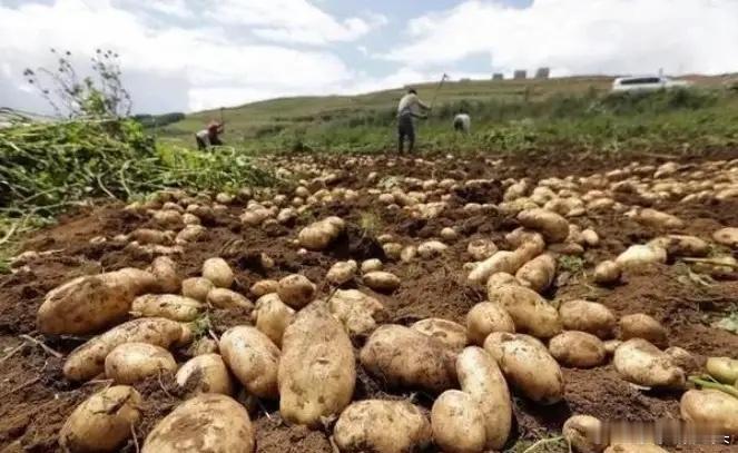 为啥欧美国家要把土豆当做主食,我们中国应该没有那一个地区当作主食吧?南方这边我就