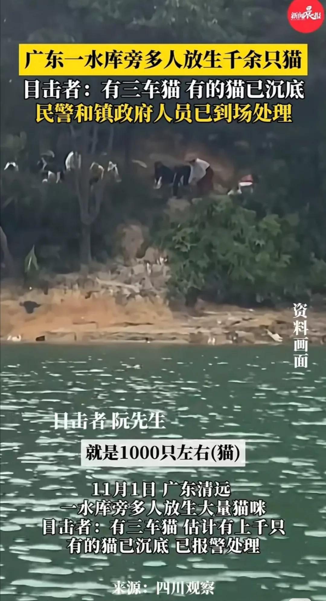 1000多只猫在水库放生，放生者疑似被找到！把猫放生在水库，还是水源地，这