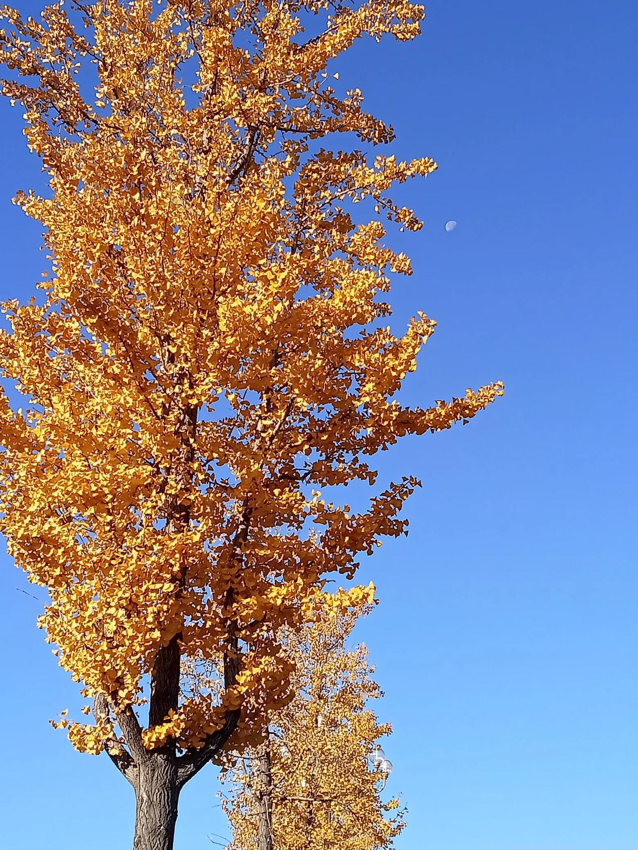 看这金黄色的银杏树。