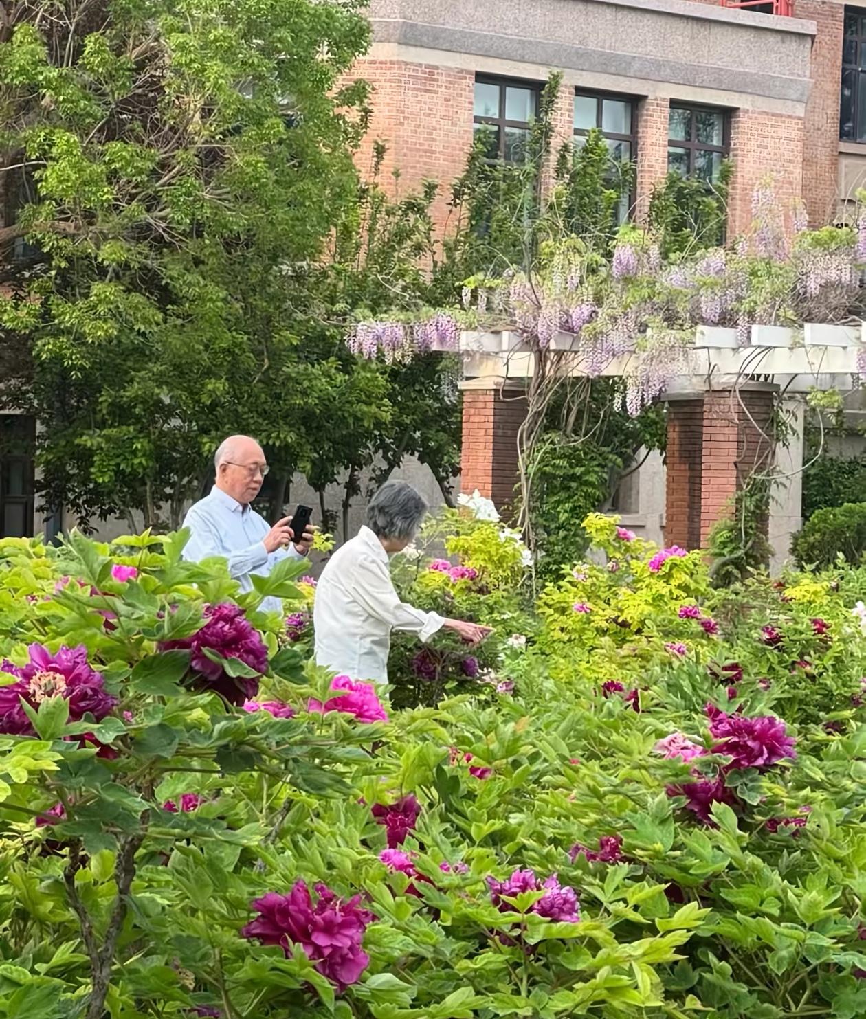 丘成桐在清华牡丹园为夫人拍照，这种浪漫丝毫不逊色于50年前追妻！有网友分享了丘成