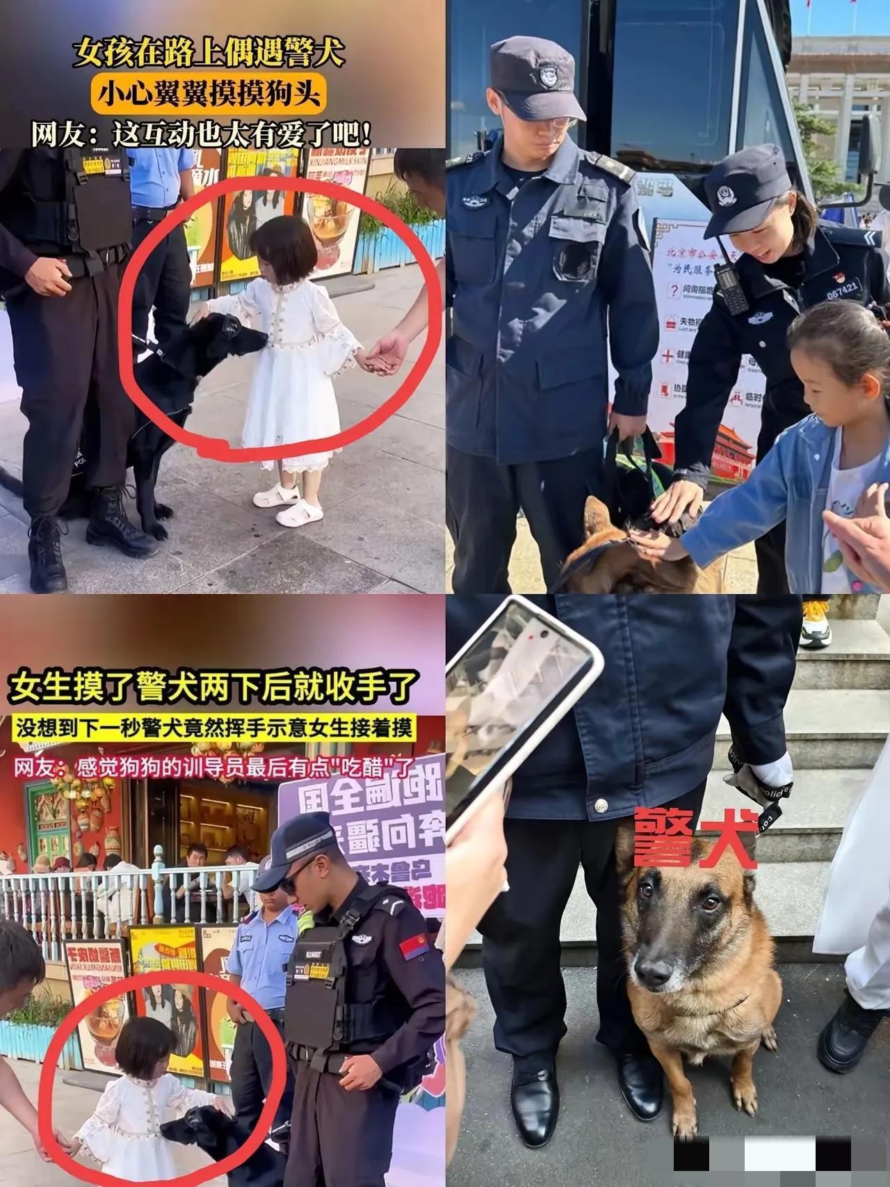 新疆的民警带着警犬执勤，遇到小女孩与警犬互动的画面！网友：太暖心了画面中的警犬