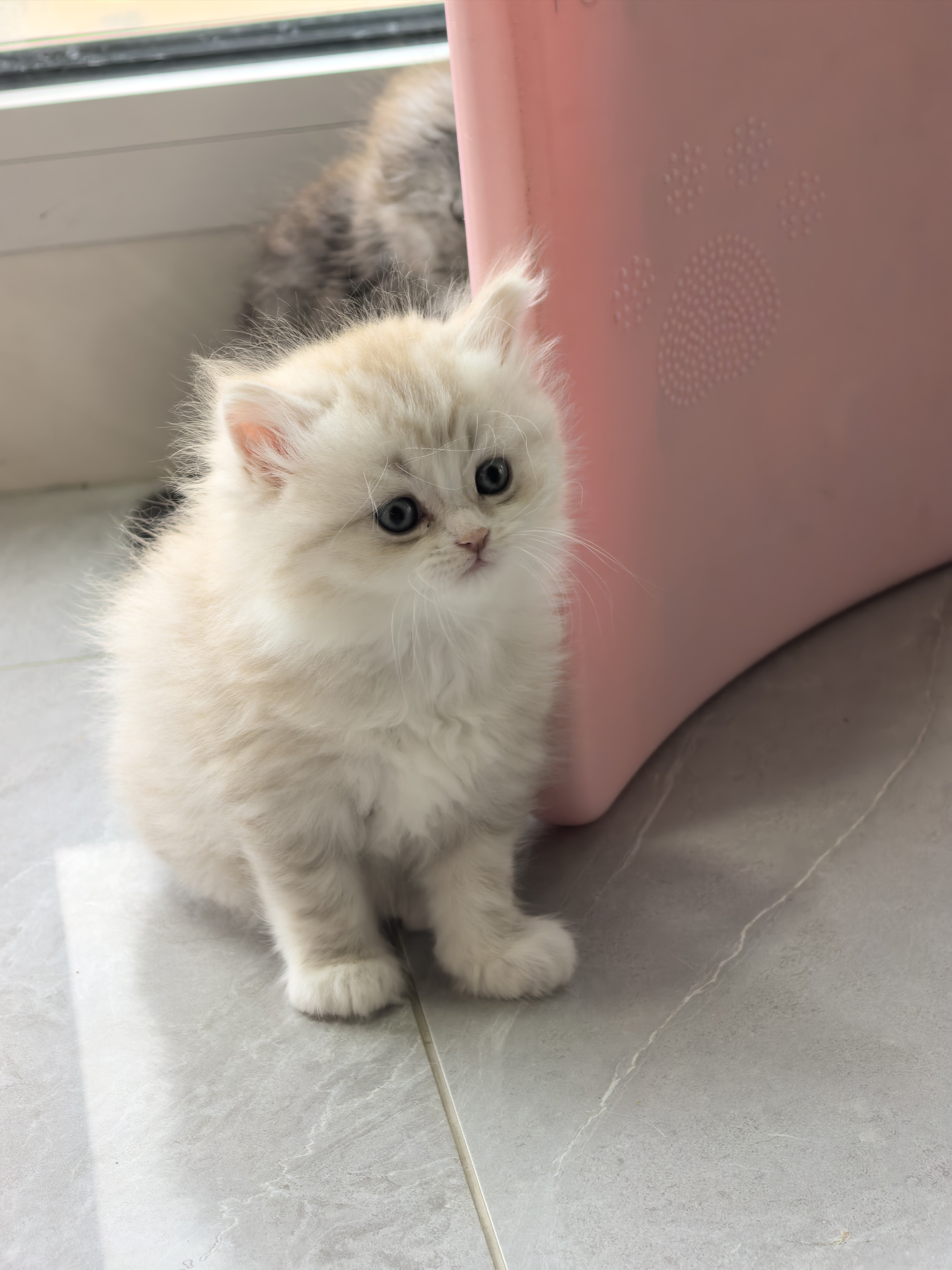 小奶猫确实可爱☺
