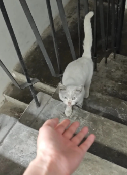 这只流浪猫实在太不容易了！为了能够找到经常喂养过她的爱心人士……她走了无数个街道