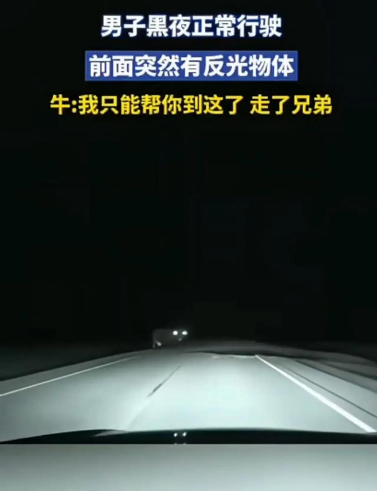 “科学解释icon不了！”男子夜里开车，前面突然出现一个巨物，而且眼睛还会反光！