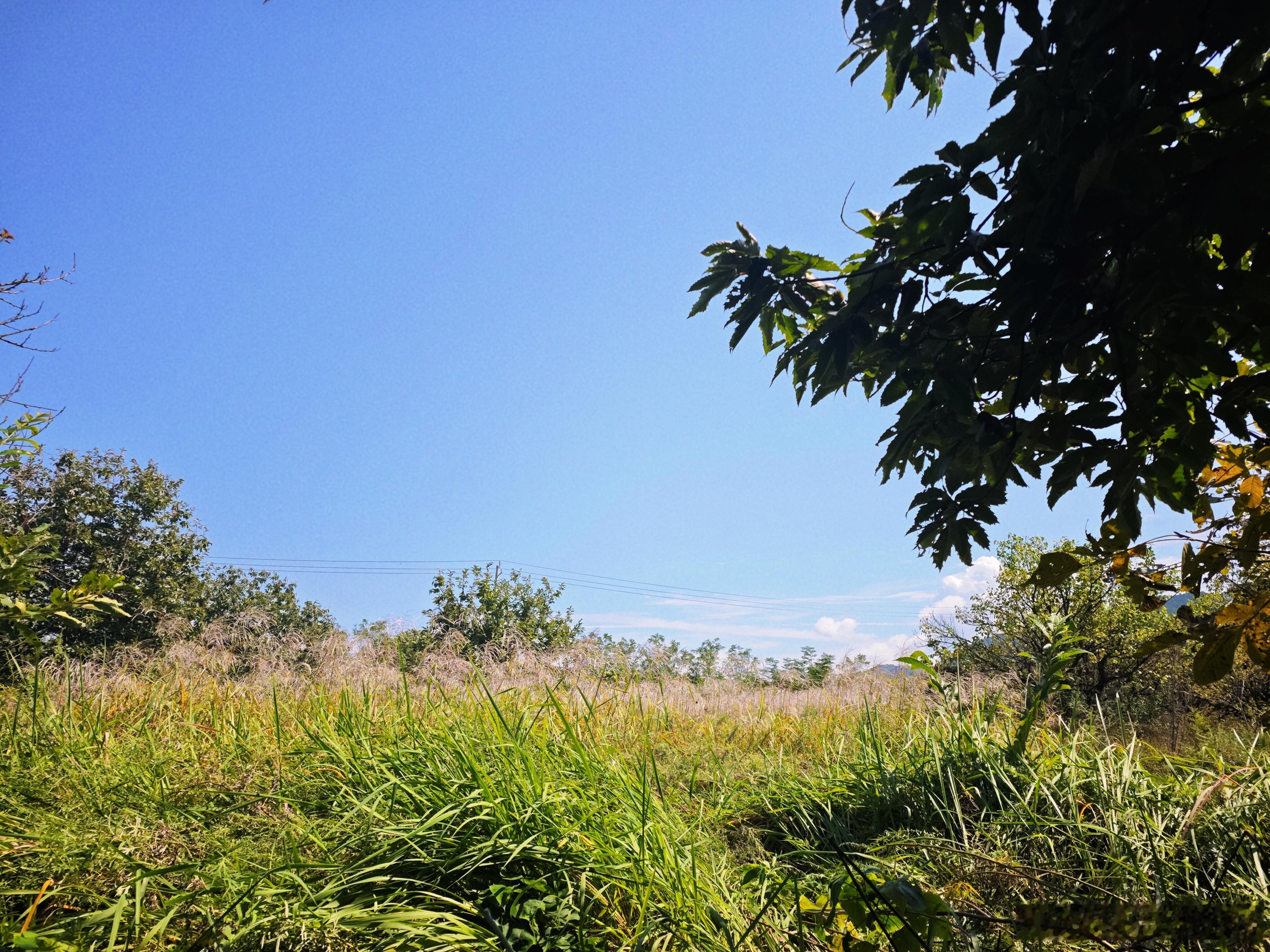 在北方打破了对秋天的认知没到北方之前想象不出这样的秋景，苹果树硕果累累，风里都带