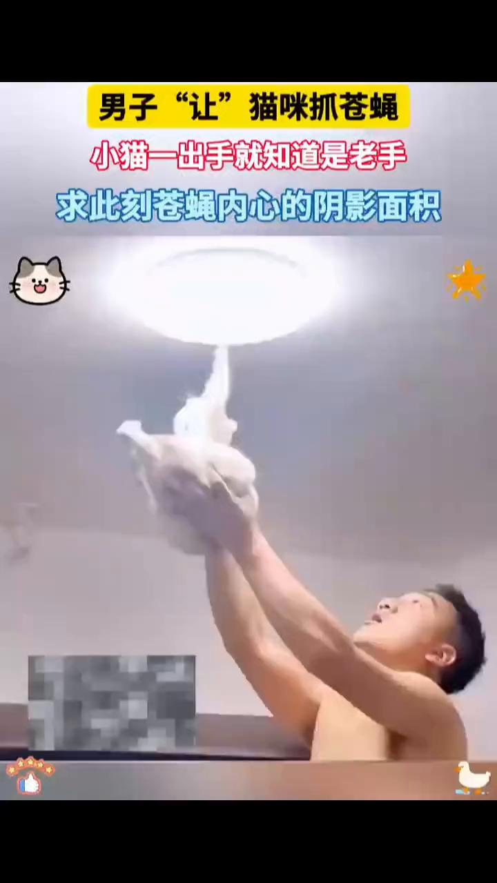 男子"让"猫咪抓苍蝇，小猫一出手就知道是老手，求此刻苍蝇内心的阴影面积。这波操