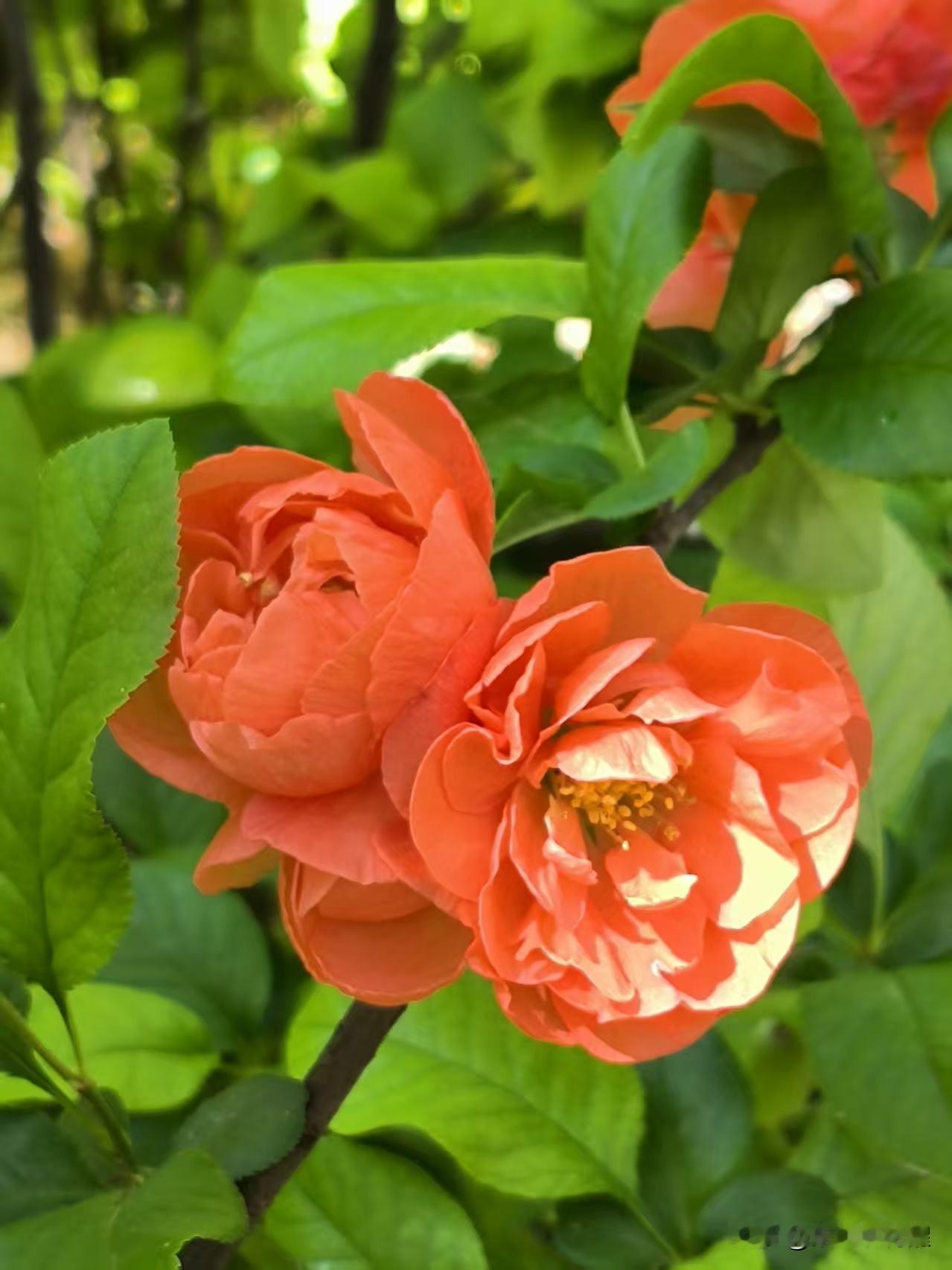 喜欢拍解放北园的贴梗海棠，花朵开的特别大，颜色鲜艳，红红火火的在枝条上绽放，看着