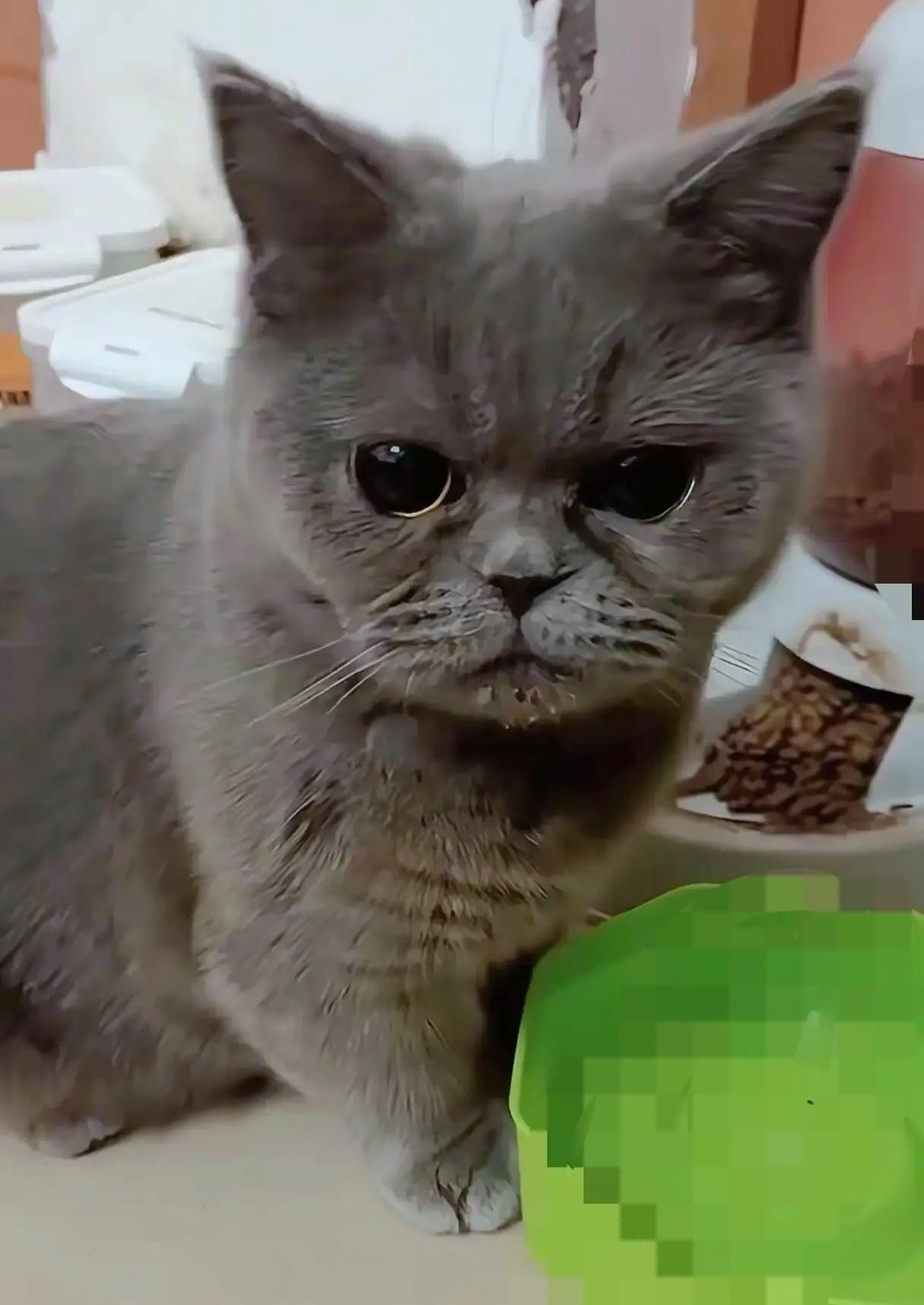 经过女子这几天的陪护，现在猫妈妈的情况好些了。愿意从纸箱出来喝了些水，但猫粮还