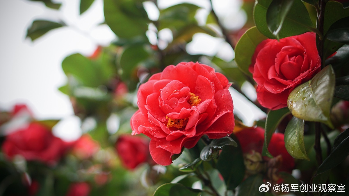 【合伙vs.公司：创始人必须懂的三条“分界线”】创业搭班子，第一件事是明确“在一