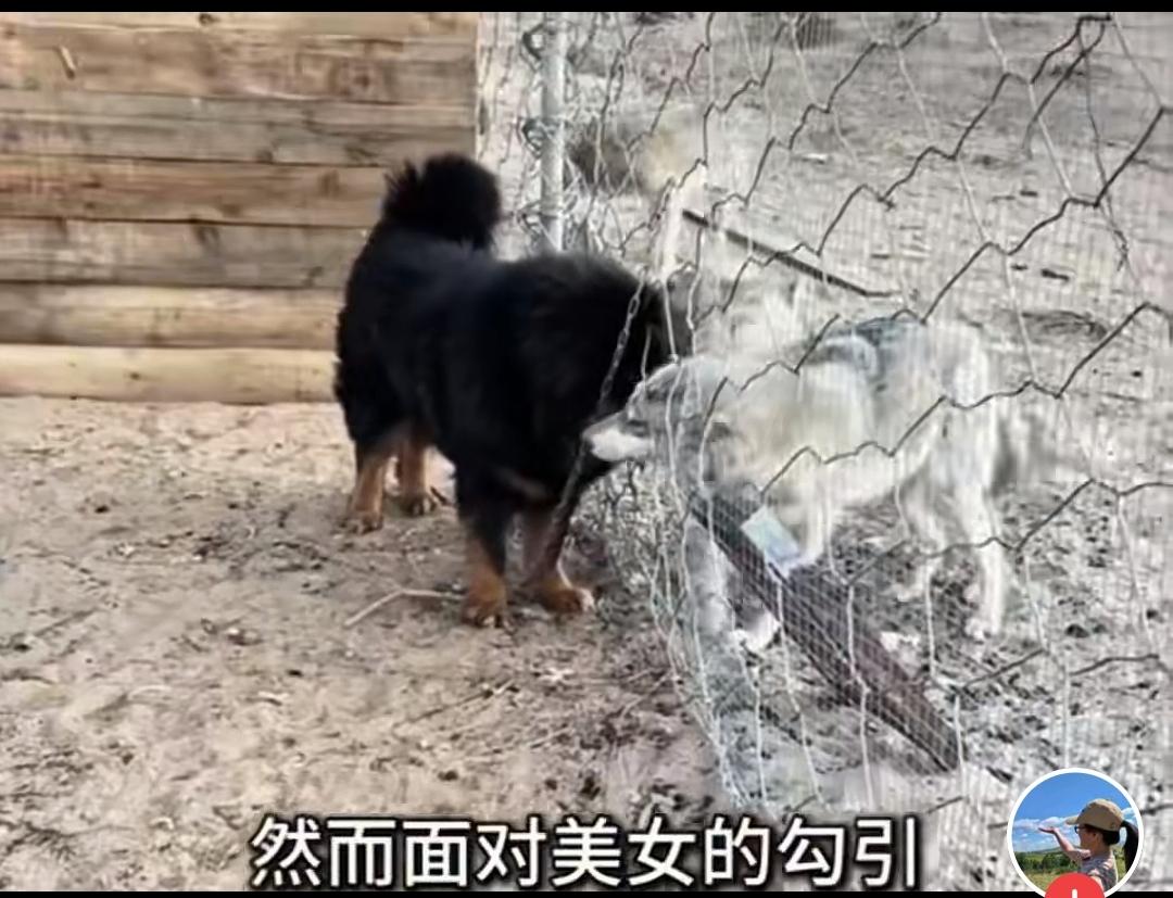 这个狼王太狡诈了，为了吸引藏獒的注意力，获取食物。竟然派出两只母狼勾引藏獒。狼居