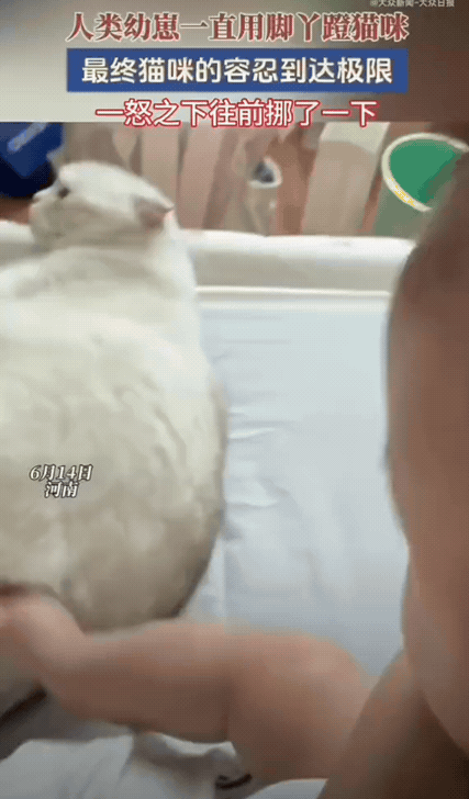 真是笑不活了！女生家里养了猫咪，生完孩子后猫咪就经常陪伴宝宝，这天宝宝淘气的不停