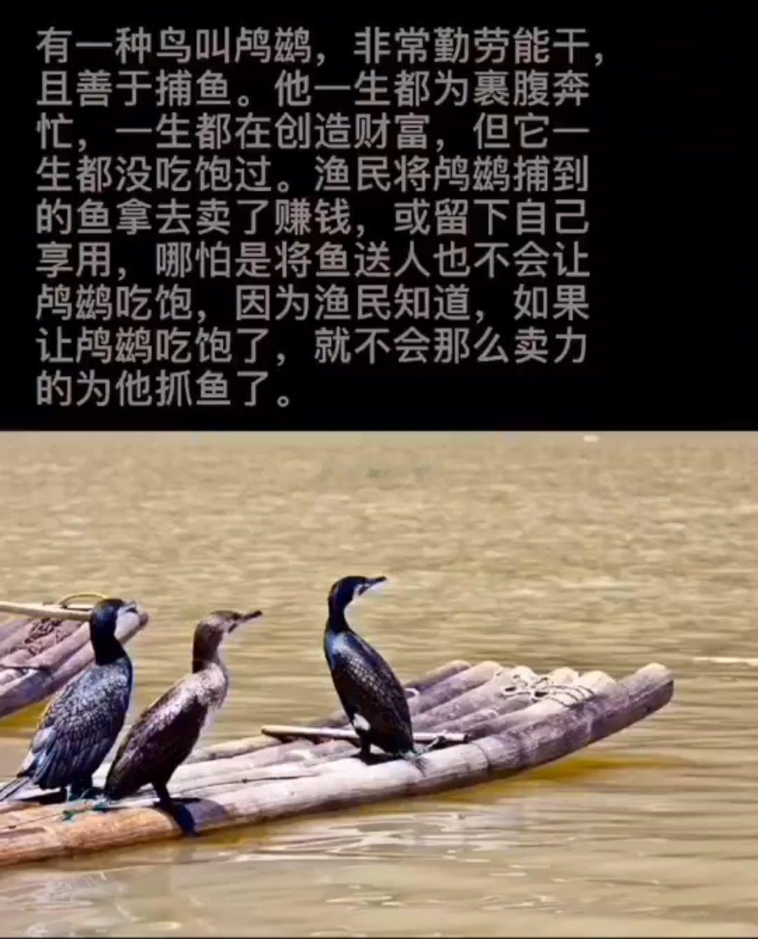 有一种鸟叫鸬鹚，非常勤劳能干，且善于捕鱼。​​​