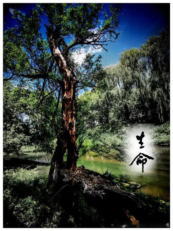 生老病死，本就是人类再寻常不过之事，可偏偏人类最为惧怕这些。这究竟是为何？且看
