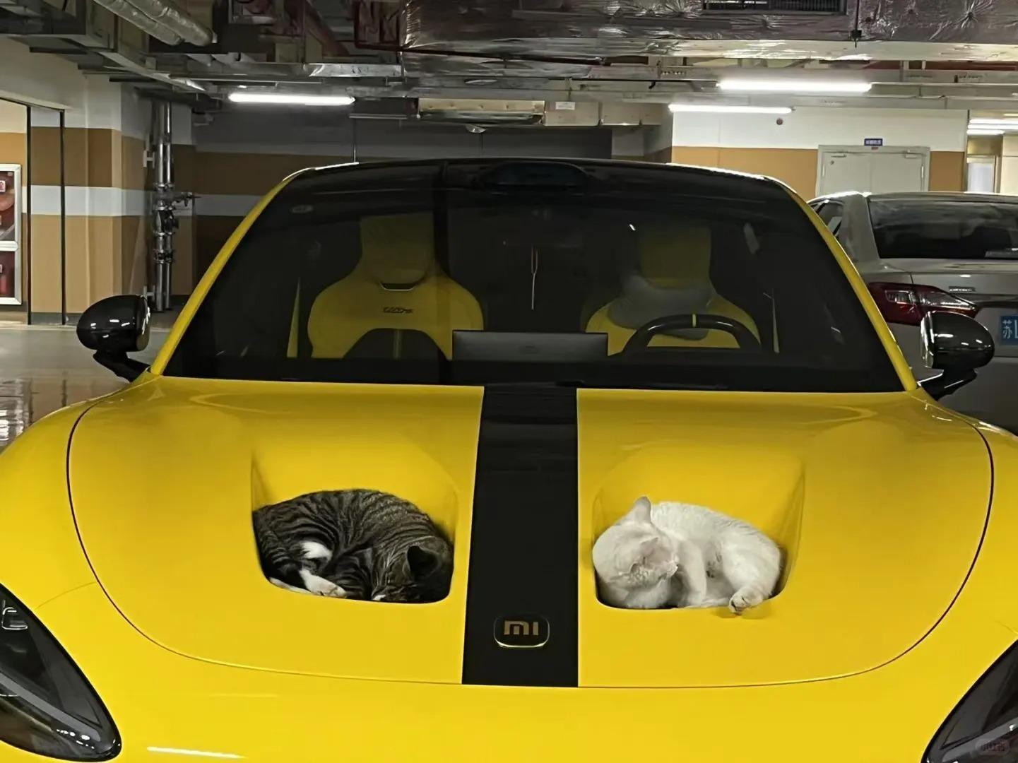 小猫咪太会找窝睡觉啦，可爱鼠了车东车西（图源网络，侵删）​​​