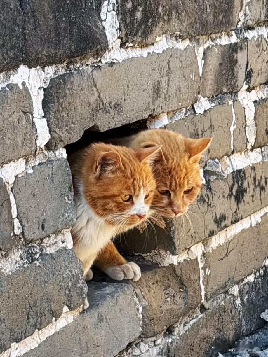 慕田峪哪是长城，明明是猫咪天堂！本来冲着爬长城去的，结果全程在撸猫拍猫片。