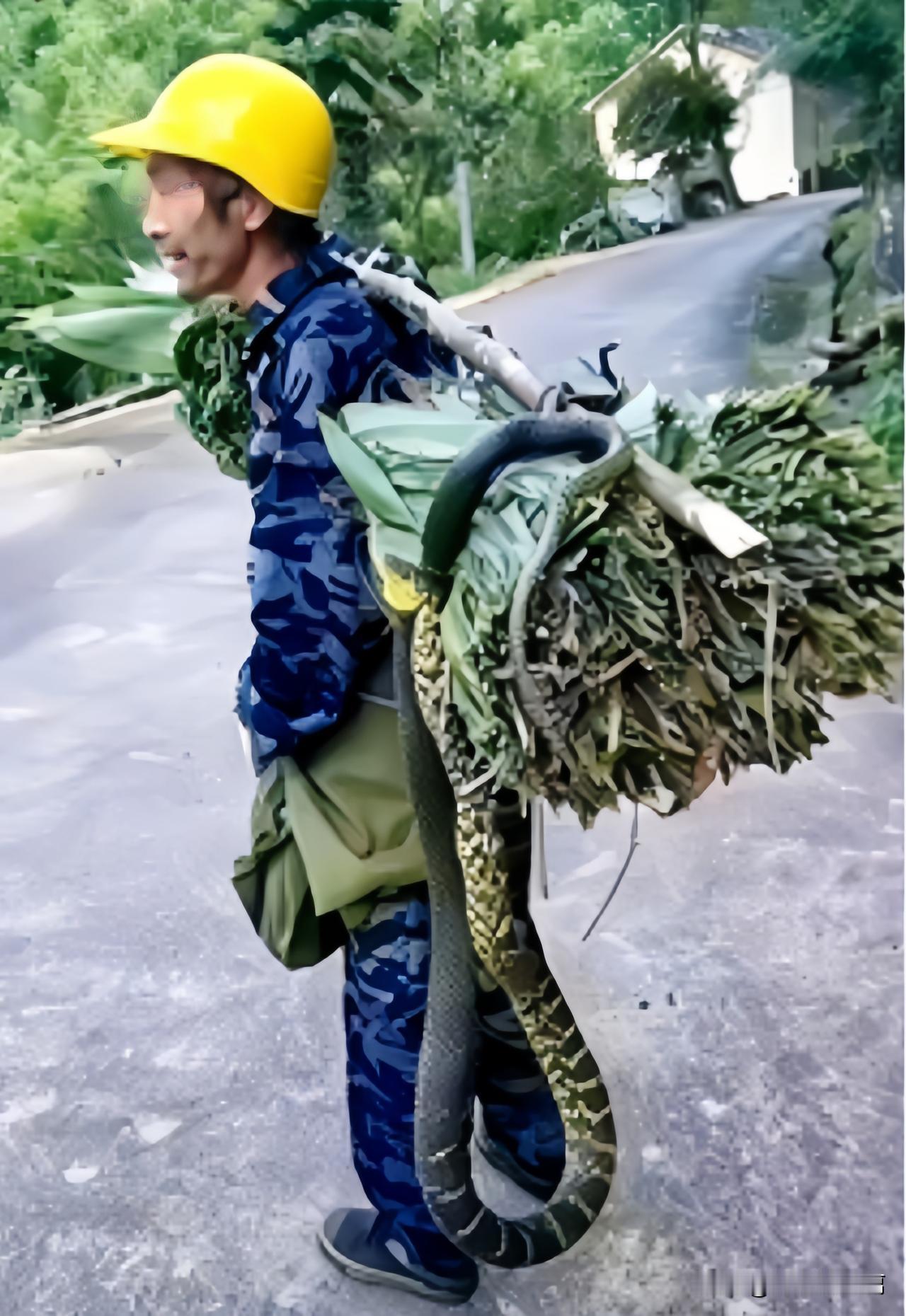 大爷上山砍柴，这本是件寻常事，没想到这次上山竟然会有如此惊事发生。大爷上山砍