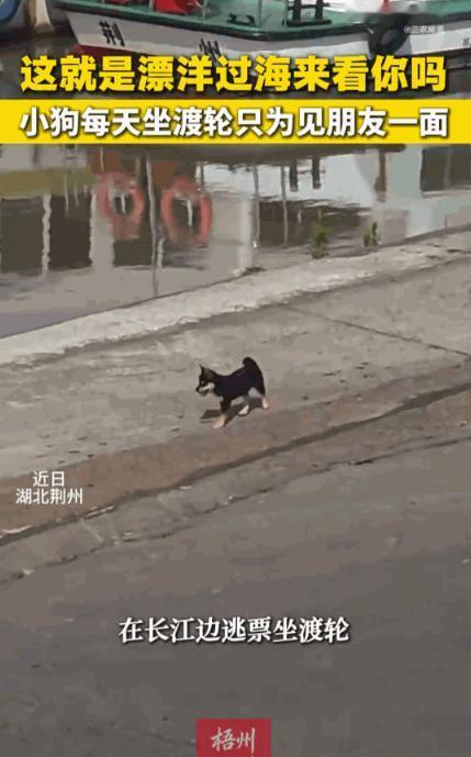 天下之大无奇不有！湖北荆州，一只小黑狗，为了天天和对岸的“好哥们”相聚，它竟然无