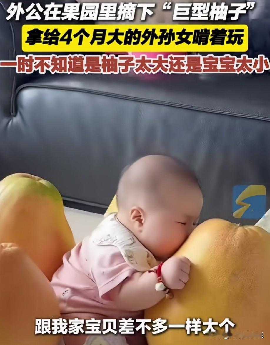 这柚子这么大的么[捂脸哭]