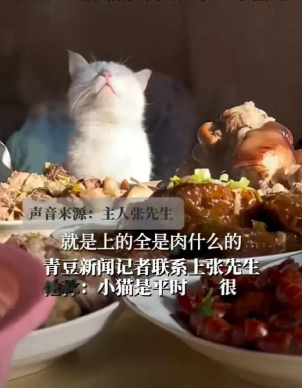 过年主人准备了一桌丰盛大餐，桌上全是肉，小猫咪虽然很喜欢很馋，，但还是很守规矩，
