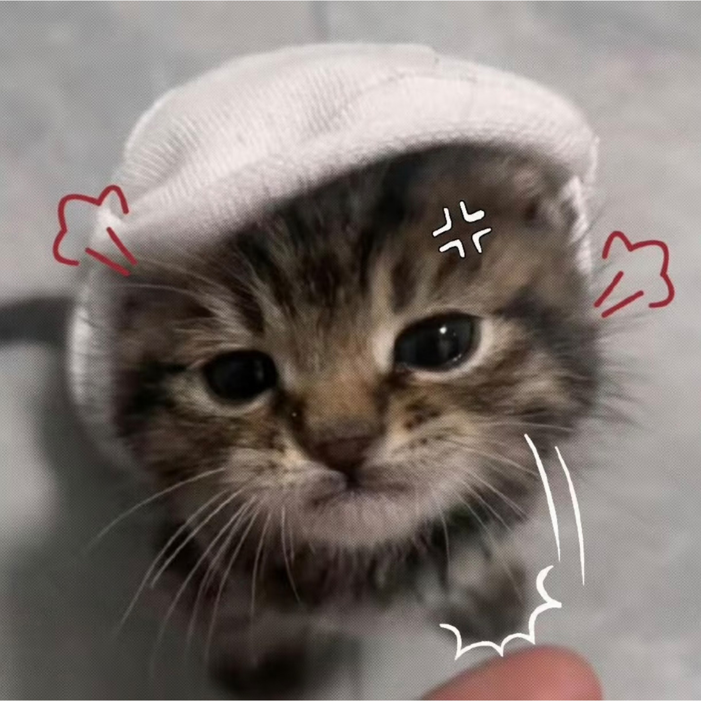 小猫头像｜动物头像｜可爱头像｜搞怪头像｜猫咪｜萌物​​​