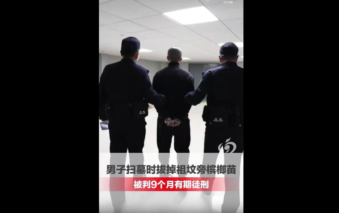 海南53岁男子清明扫墓，发现祖坟旁集体土地上被亲戚种了329株槟榔苗，协