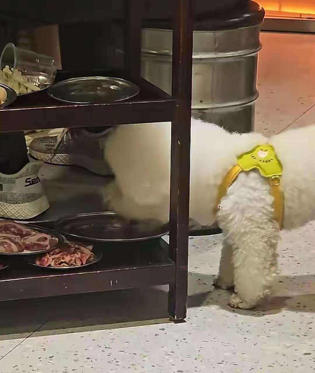 烤肉店狗舔盘吃肉这事，你在意不在意？如果在意，那就今生再不进这家餐馆，然后再广